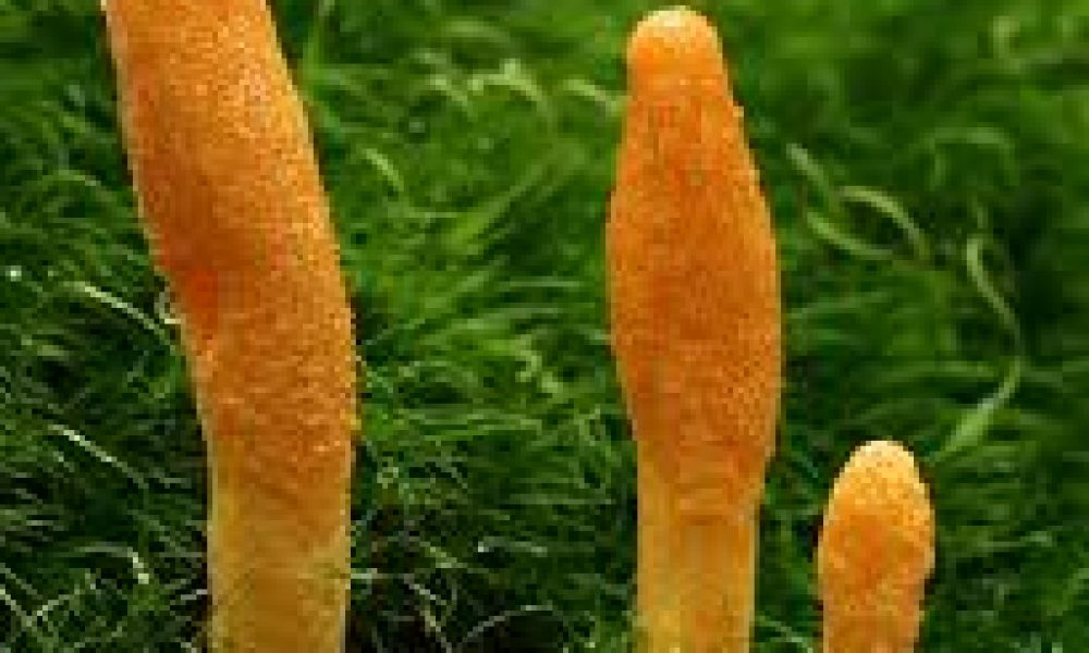 Cordyceps Militaris Market