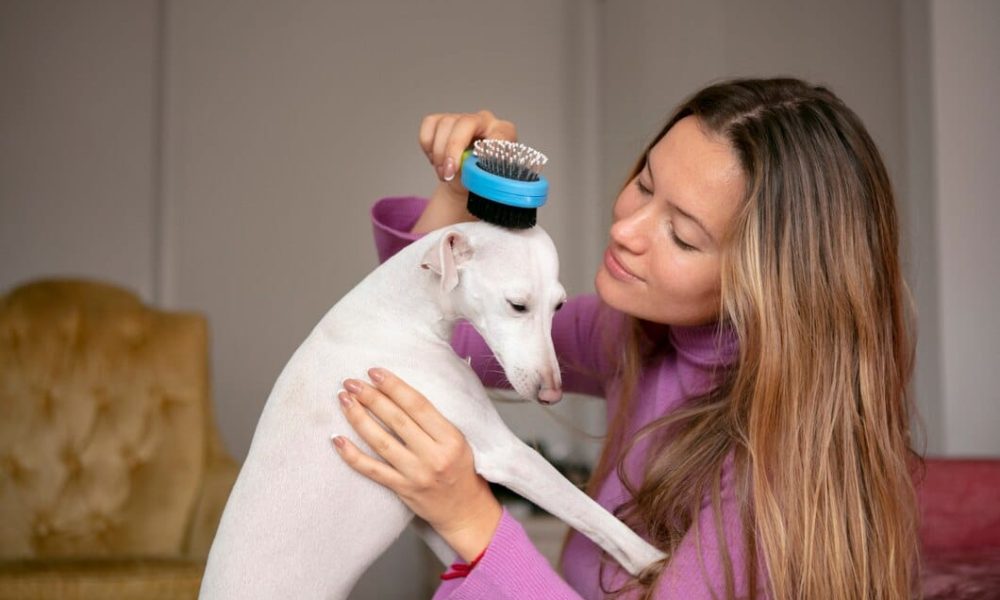Dog Boarding and Grooming How to Keep Your Pet Happy and Comfortable