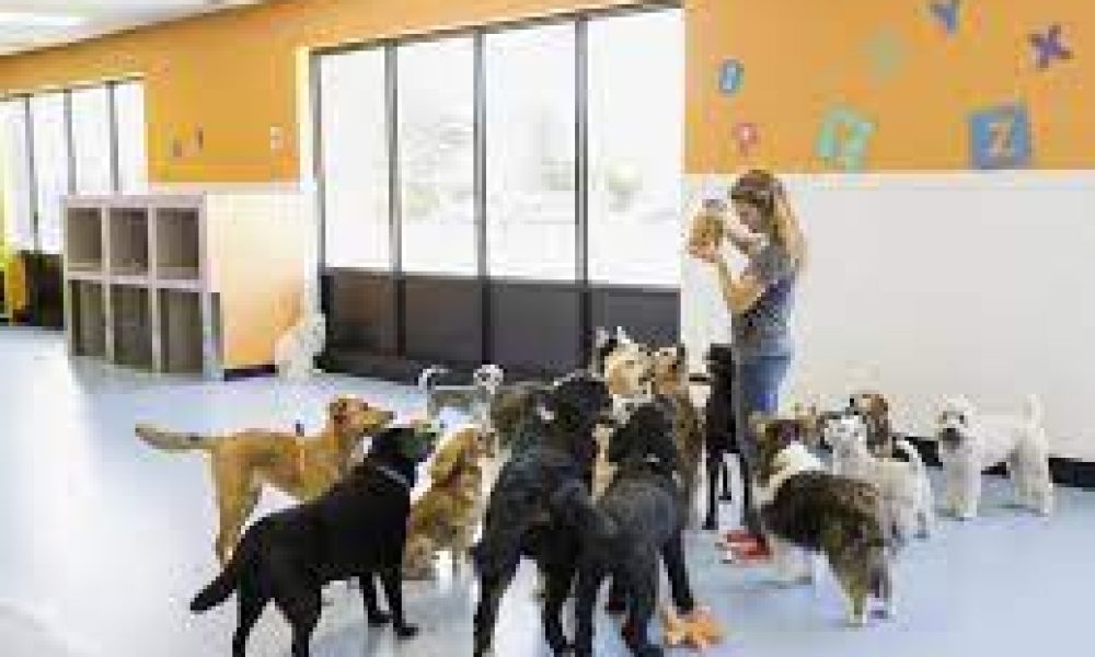 Dog Daycare Market