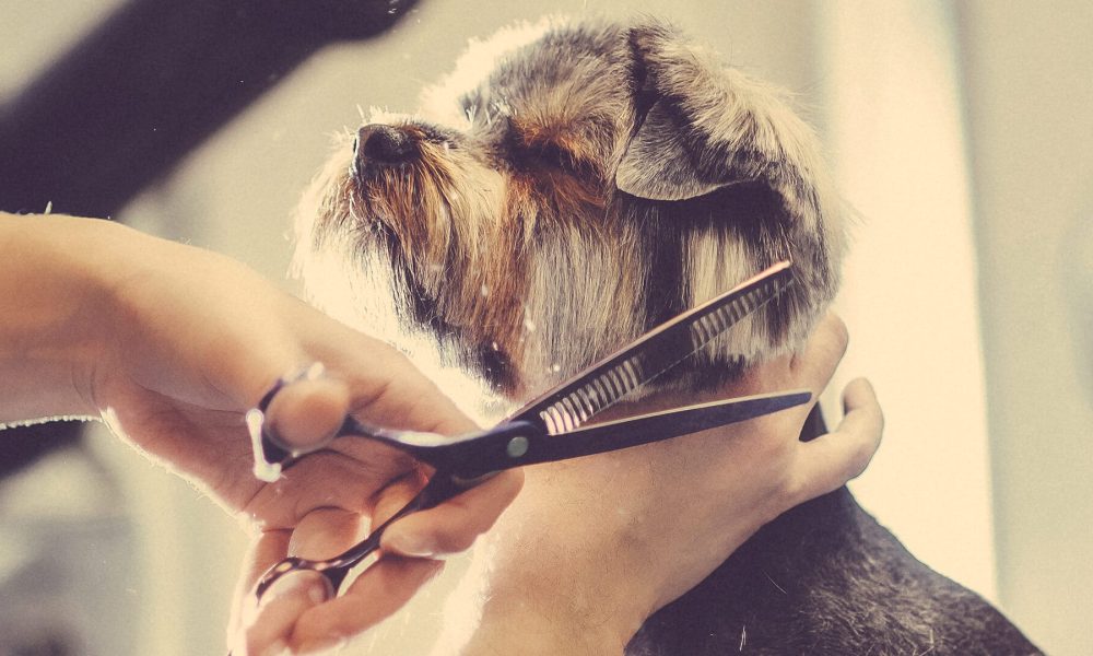 Dog-Grooming