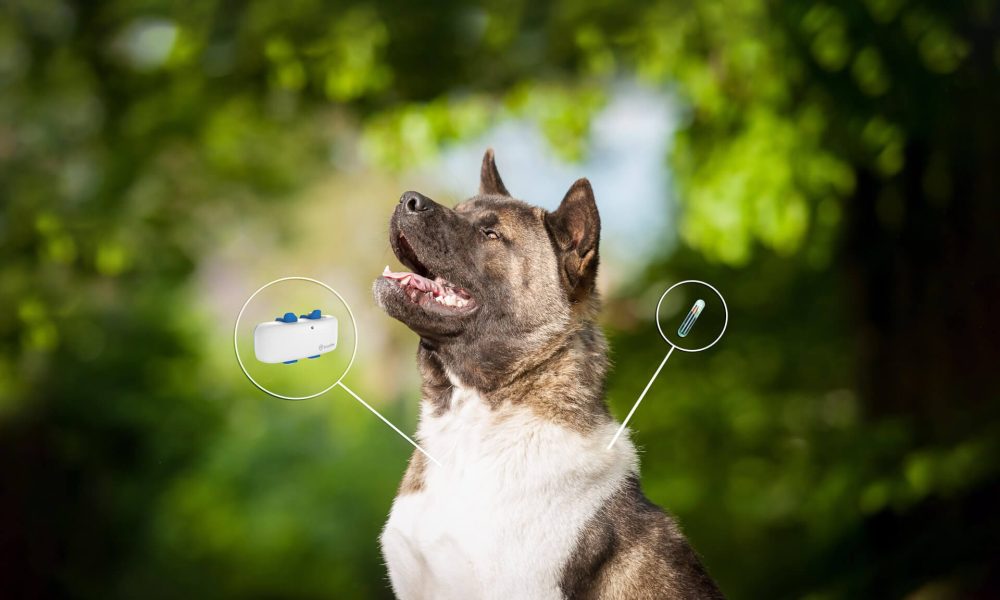 Dog Microchip Market