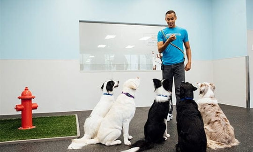 Dog Training Services Market