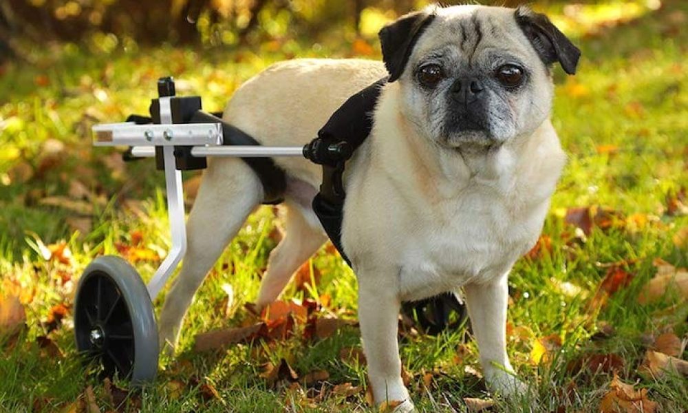 Dog Wheelchairs
