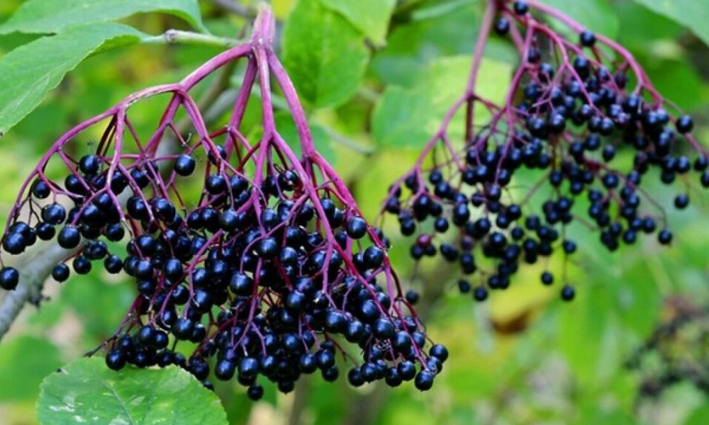 Elderberry Market