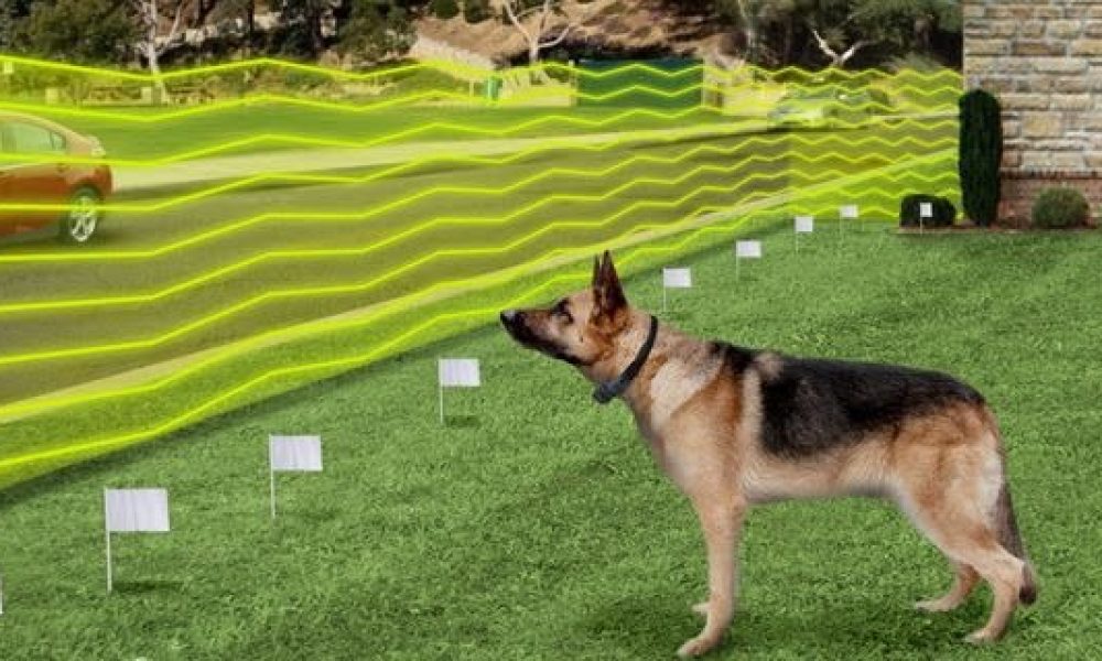 Electric Pet Fence Systems Market to See Ongoing Evolution Dogtek
