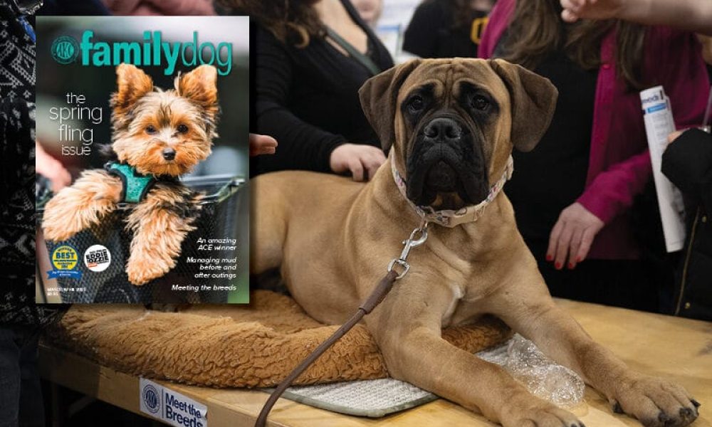 Pet Magazine Market