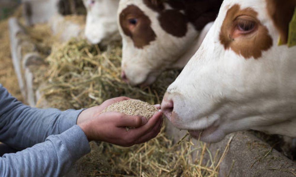 Farmer holding dry food in granules in hands and giving them to cows in stable
