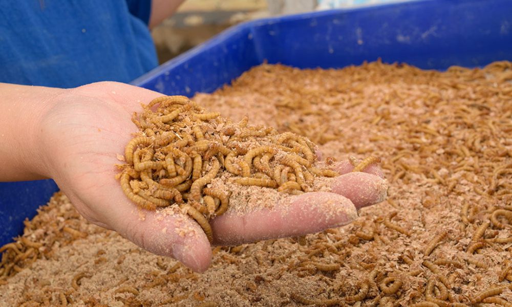 Feed Yeast