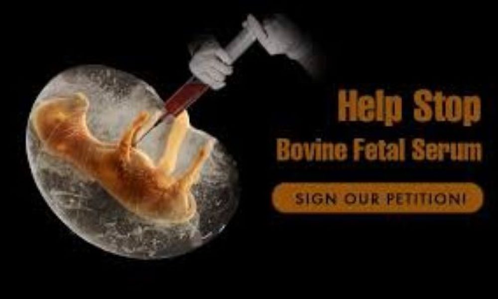 Fetal Bovine Serum Market