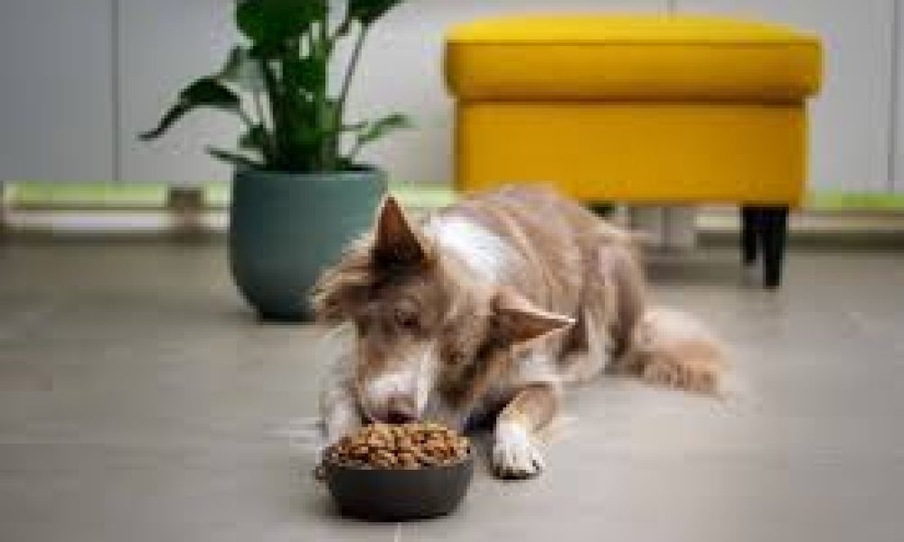 Freeze Dried Pet Food Market