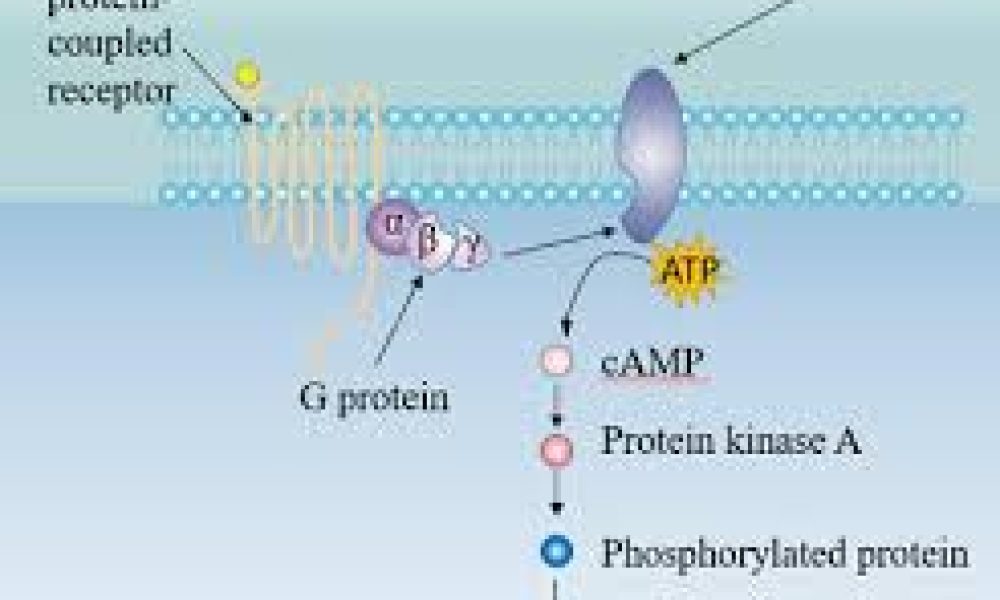 G-Protein Coupled Receptor