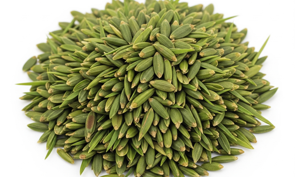 Golf Course Grass Seed Market