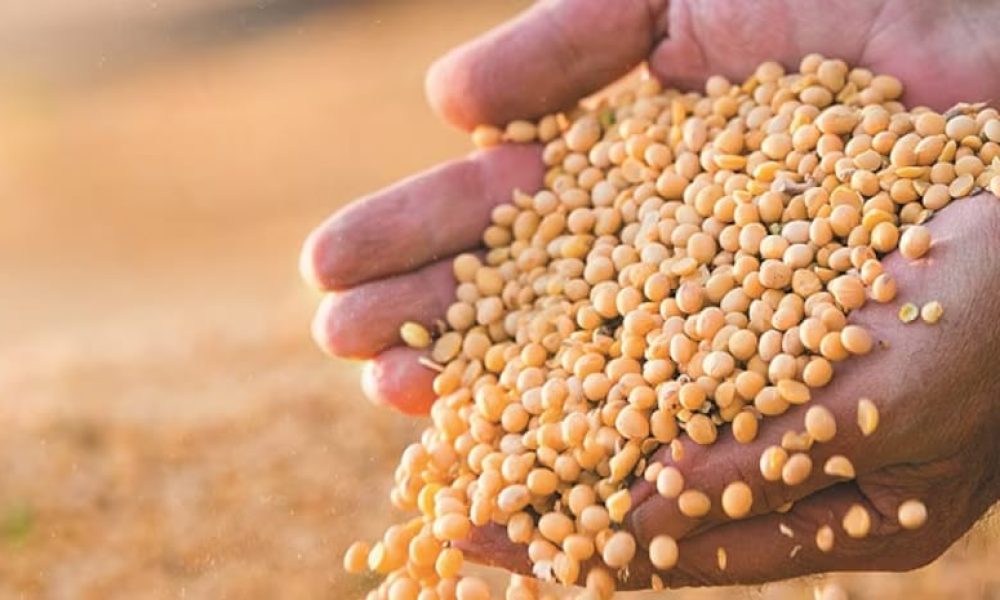 Genetically Modified Seeds Market