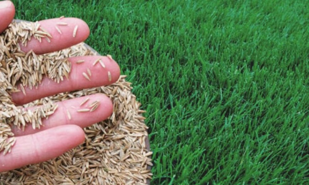 Grass Seeds Market