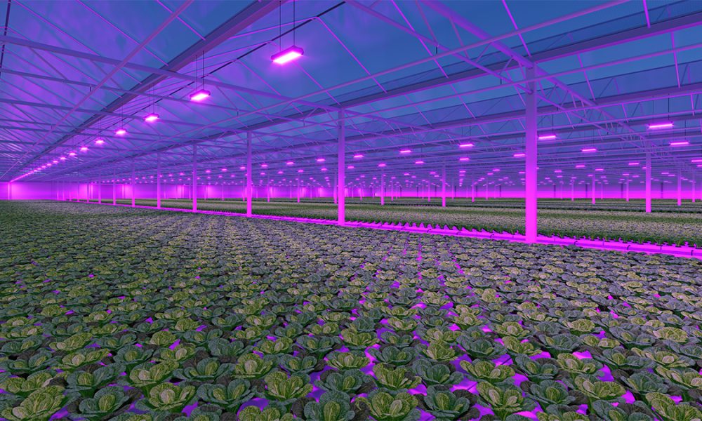 Greenhouse Fill Light Market3