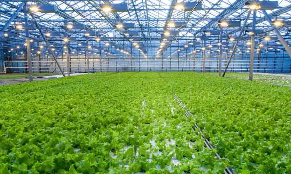 Greenhouse Horticulture Market