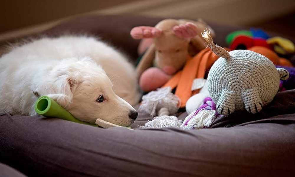 HD-wallpaper-little-white-puppy-sad-little-dog-pets-toys-for-dogs-basket-dogs