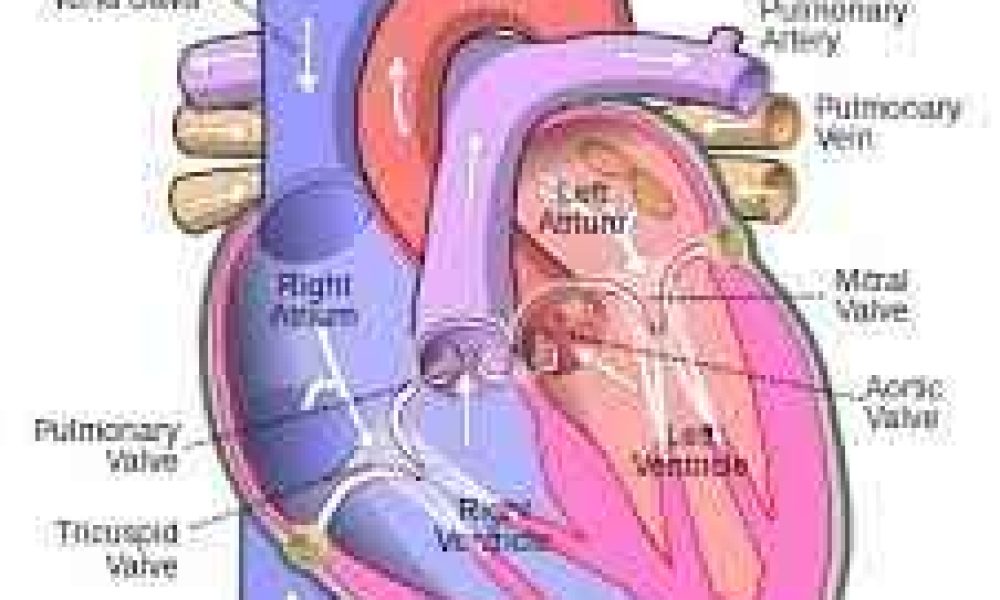 Heart Valve