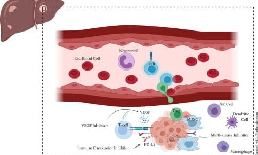 Hepatitis A Virus Cellular Receptor 2 Market