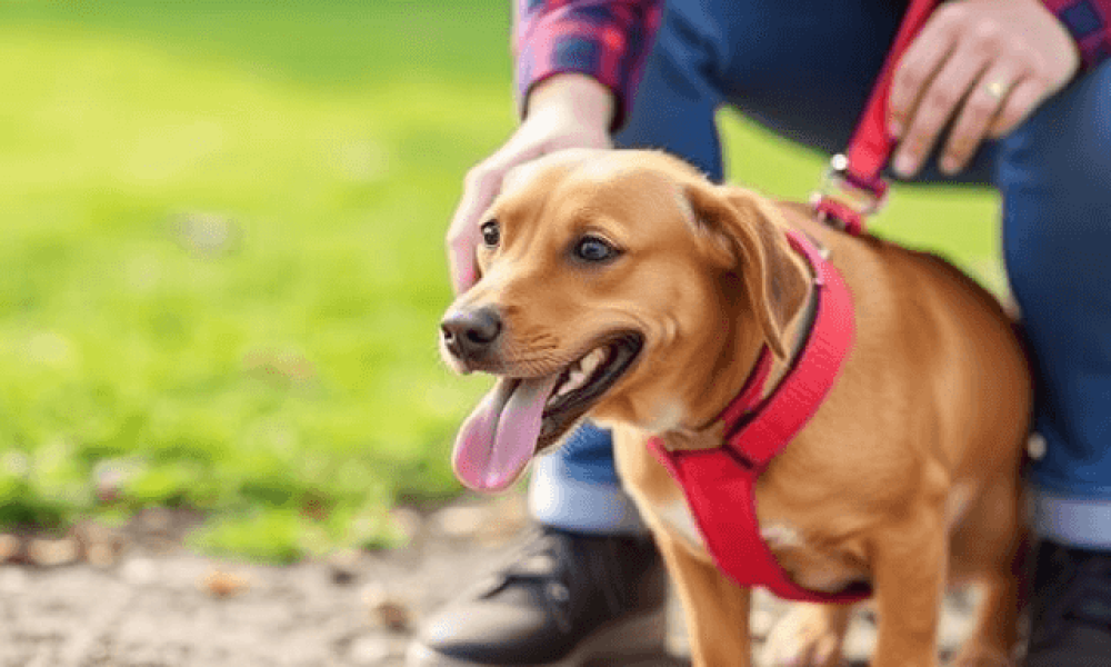 How to Teach Outdoor Manners for Dog Daycare, Grooming, and Boarding