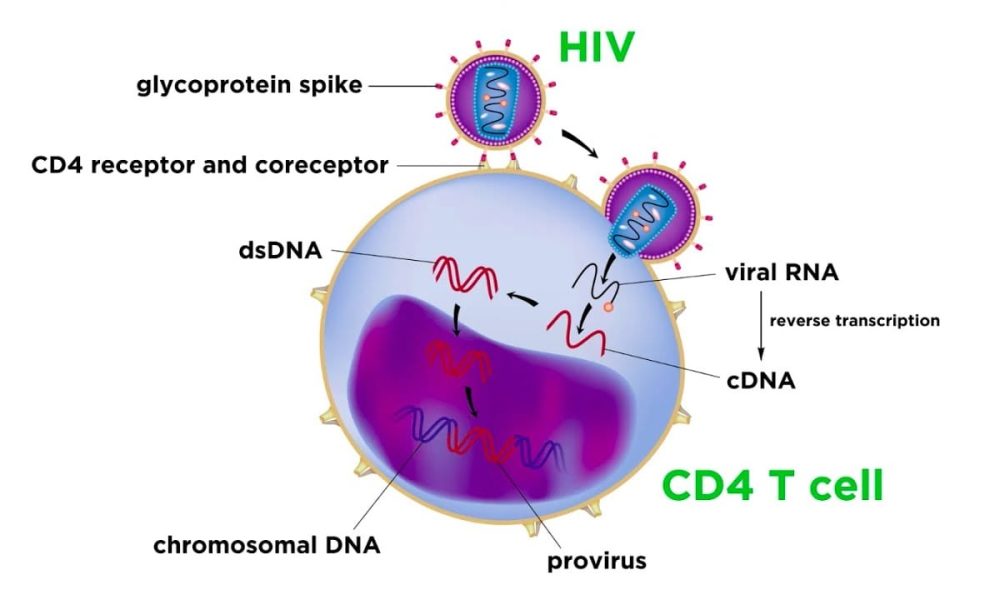 Human Immunodeficiency Virus Type 1 (HIV-1) Market