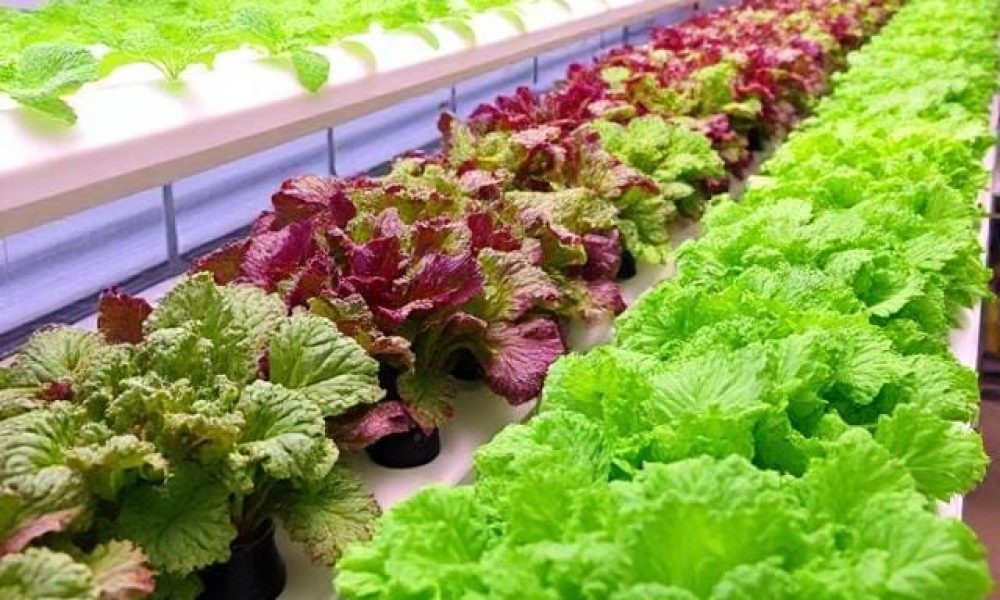Hydroponic Vegetables Market
