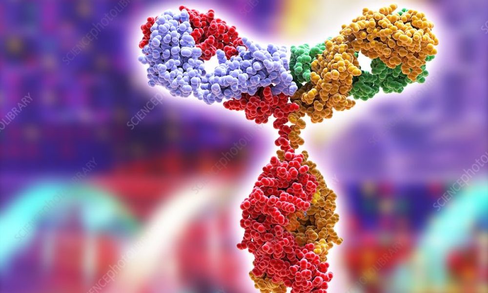 Computer model of the secondary structure of a immunoglobulin antibody molecule. This is the most abundant immunoglobulin and is found in all body fluids. Each Y-shaped molecule has two arms (top) that can bind to specific antigens, for instance bacterial or viral proteins. In doing this they mark the antigen for destruction by phagocytes, white blood cells that ingest and destroy foreign bodies. Antibodies can also kill some pathogens directly, and can neutralise toxins. The background shows a proteomic symbols, including part of a DNA molecule and protein gel spots. Proteomics is the study of the structure and function of all of the proteins in an organism.