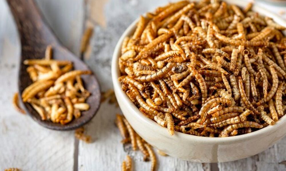 Insect Protein Bars Market