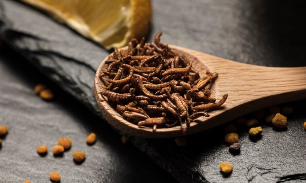 Insect Protein Market
