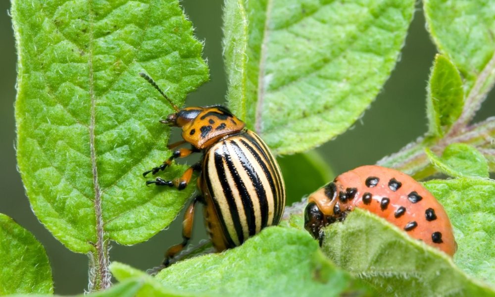Integrated Pest Management (IPM)