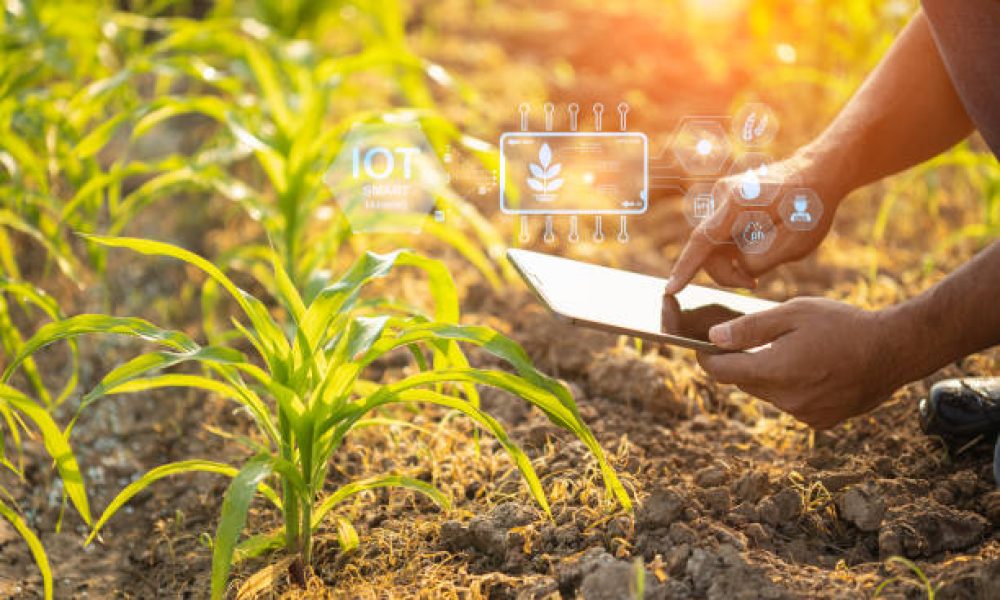 Asian farmer using digital tablet in corn crop cultivated field with smart farming interface icons and light flare sunset effect. Smart and new technology for agriculture business concept.