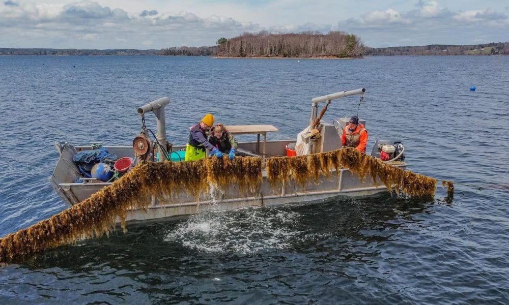 Kelp Farming Market