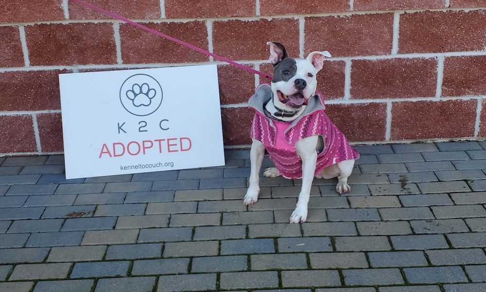 Kennel to Couch Gives At-Risk Dogs a Second Chance