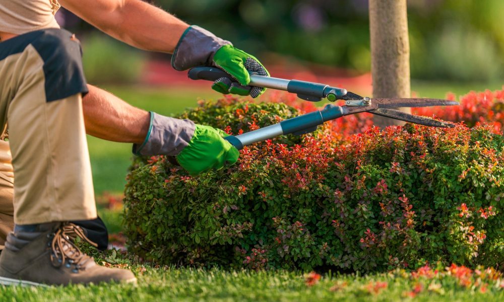 Landscaping Trimming Services Market