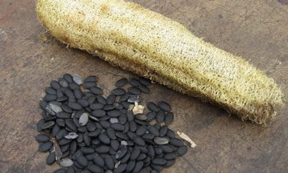 Loofah Seeds