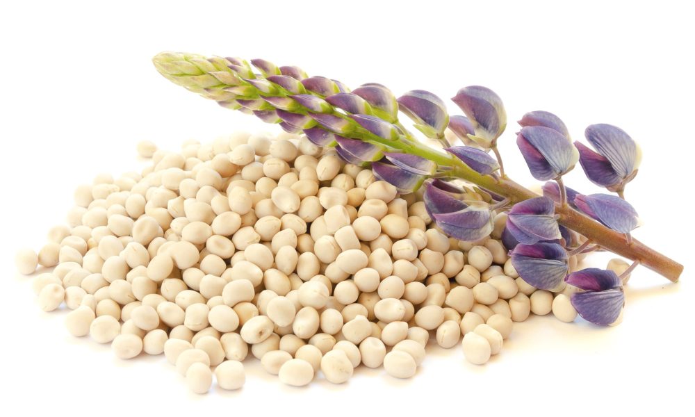 Lupin Protein Market
