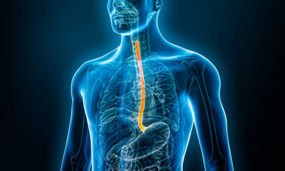 Xray front view of the esophagus or oesophagus 3D rendering illustration with male body. Human organ anatomy, esophagitis, digestive system, medical, biology, science, medicine, healthcare concepts.