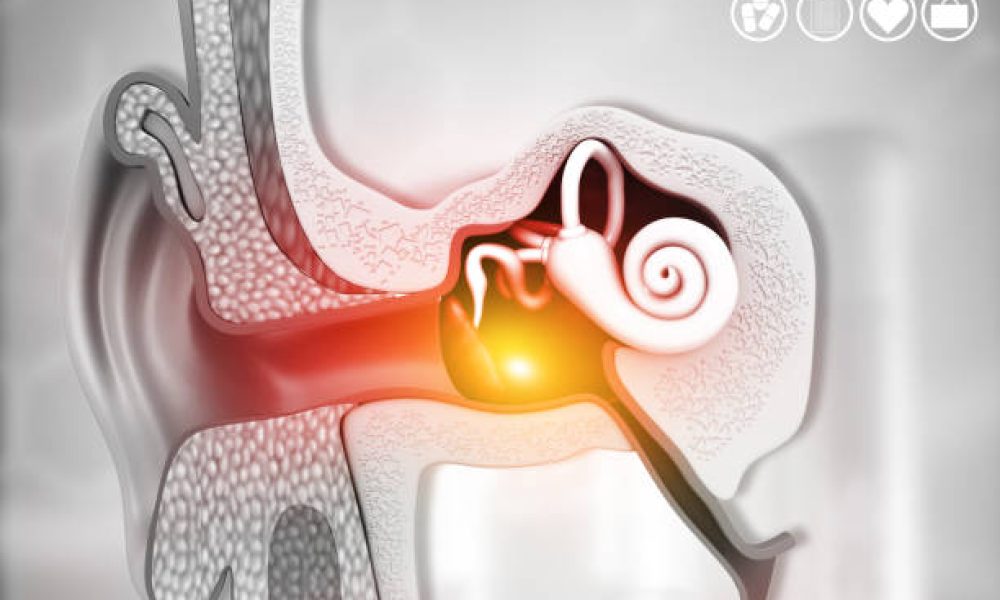 Cross-section of the human ear. 3d illustration