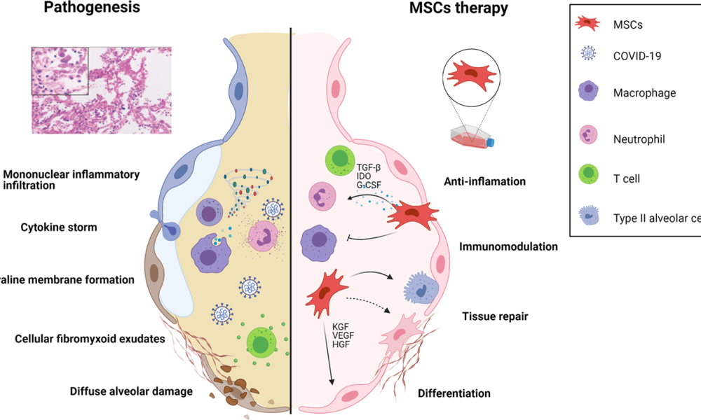 Mesenchymal Stem Cell (MSC) Therapy Market Forecast: What You Need To ...