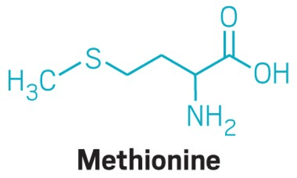 Methionine Market