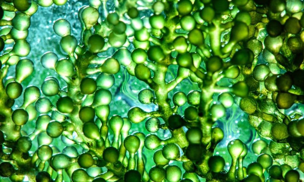 Microalgae Market