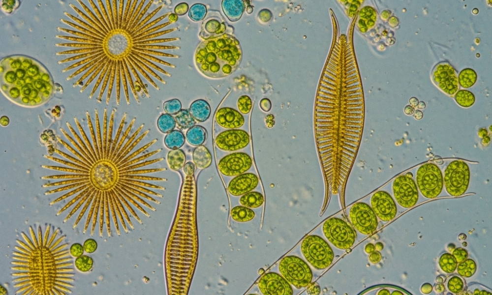 Microalgae Market to Show Strong Growth with AlgaEnergy, Sun Chlorella ...