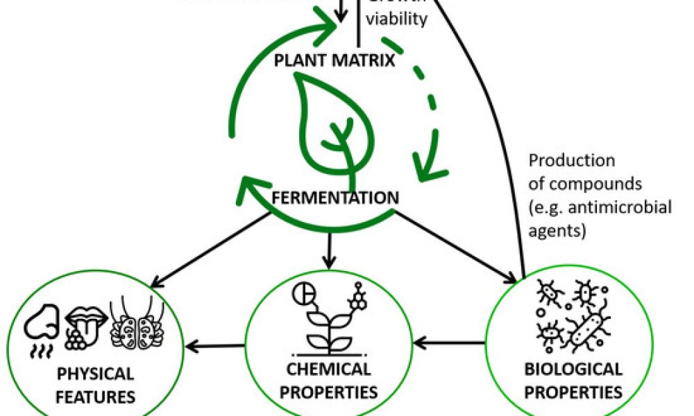 Microbial Fermentation APIS Market on Track for Massive Expansion by ...
