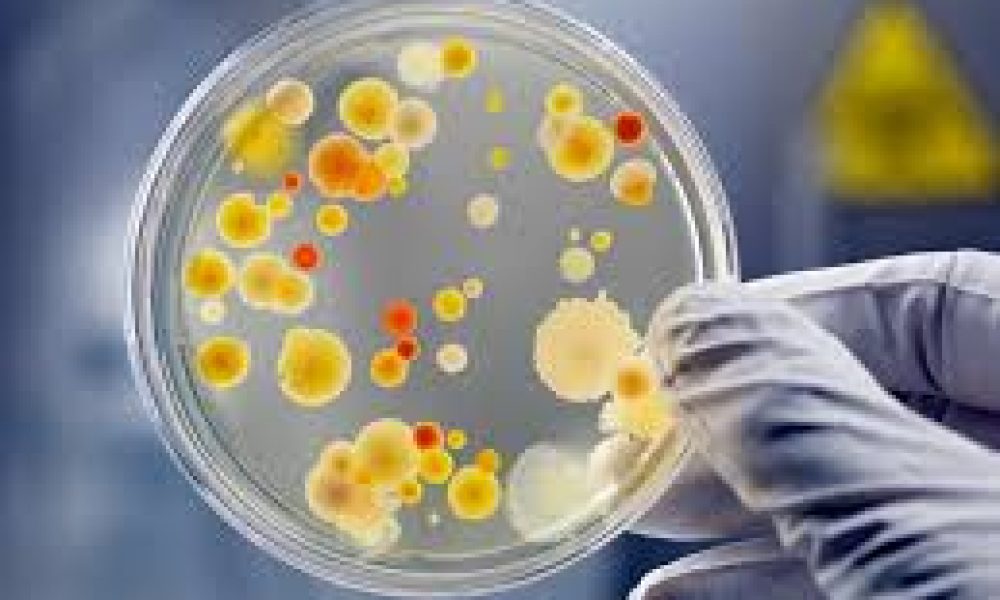 Microbiology Culture