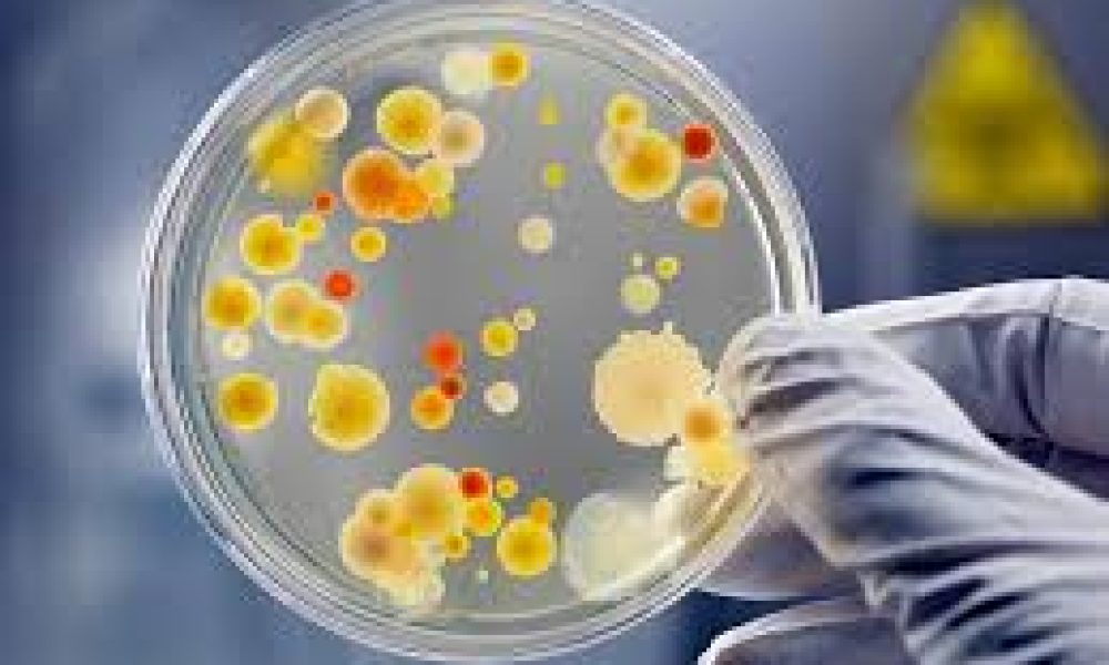 Microbiology Testing Market size