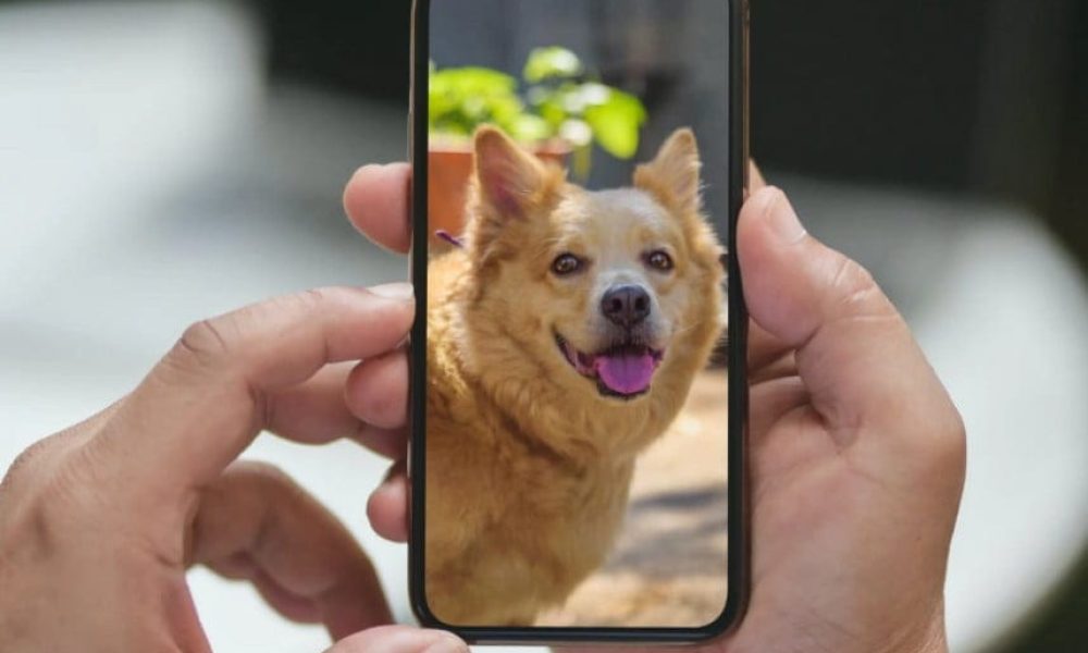 Mobile Pet Care Market