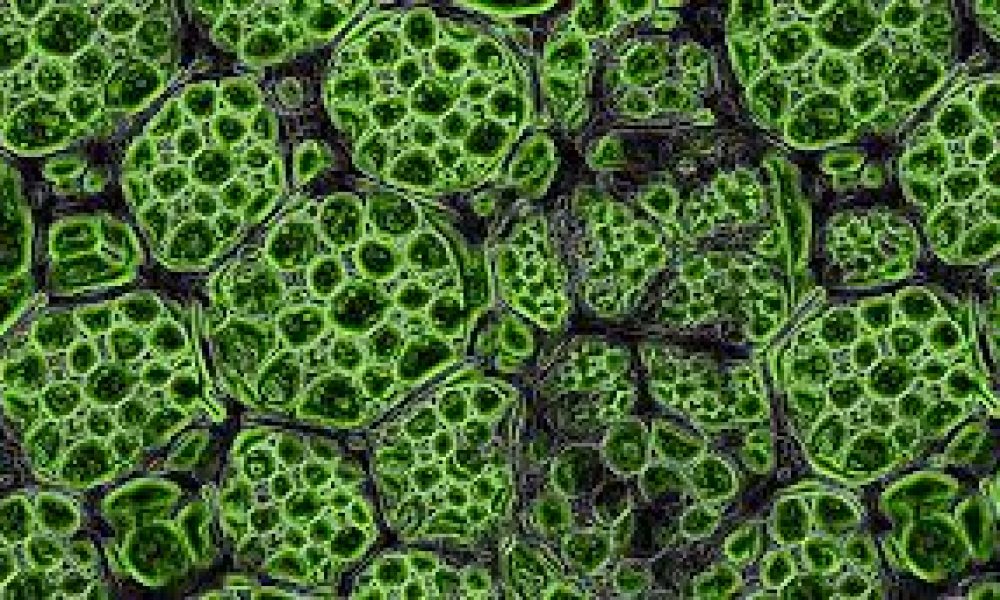 Nanocellulose Technology Market to Witness Major Growth by 2030 ...