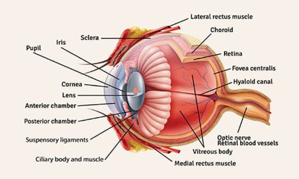Ocular Drug Delivery Technology Market