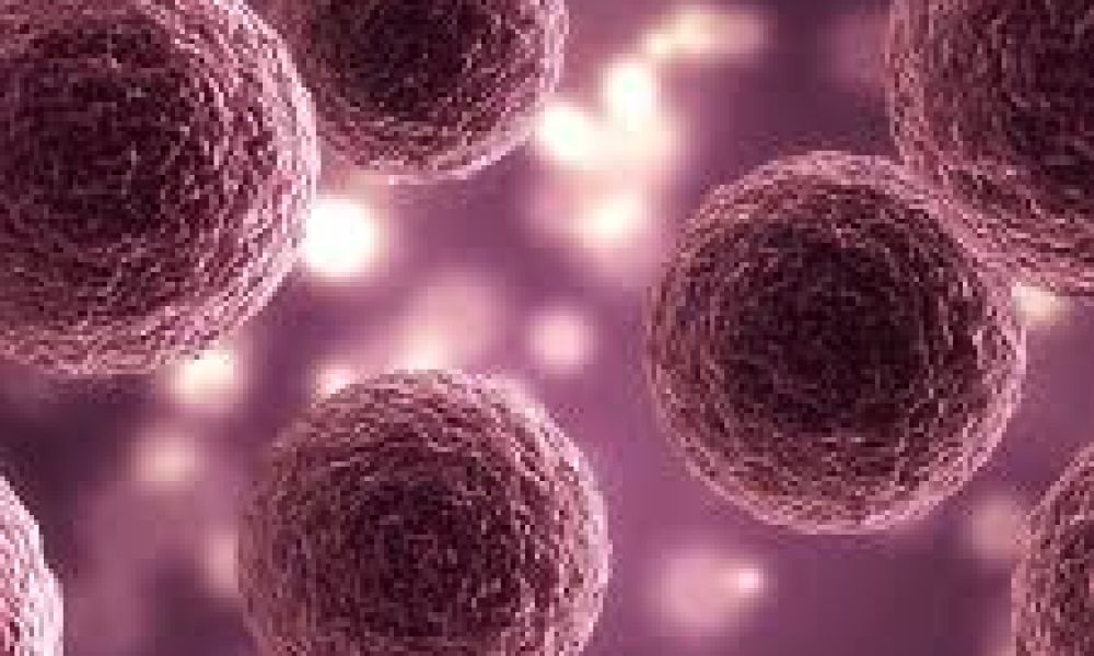 Organoids And Spheroids Market