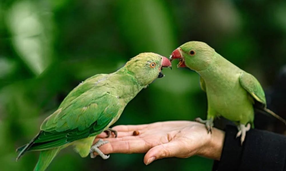 Ornamental Parrots Feed Market Worth Observing Growth | Mazuri, ACE ...